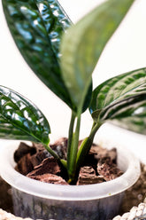 Monstera sp. Peru